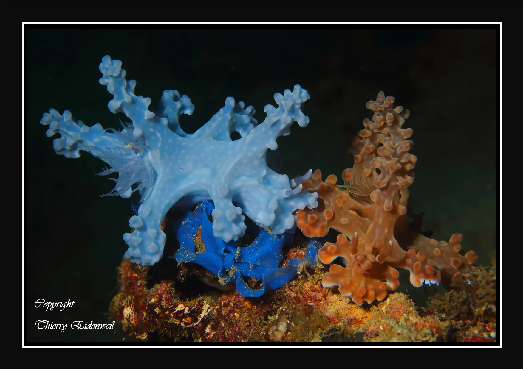 Anilao Macro Dive Media Highlight